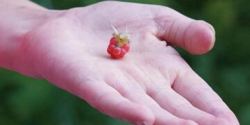 Effondrement de la biodiversité : pourquoi la France est l’un des pays les plus impactés au monde