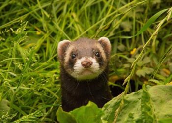 Une ville de Bordeaux Métropole remporte un trophée inédit pour sa lutte exemplaire contre la maltraitance animale Une ville de Bordeaux Métropole remporte un trophée inédit pour sa lutte exemplaire contre la maltraitance animale