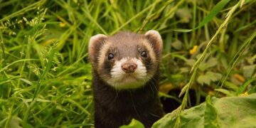 Une ville de Bordeaux Métropole remporte un trophée inédit pour sa lutte exemplaire contre la maltraitance animale