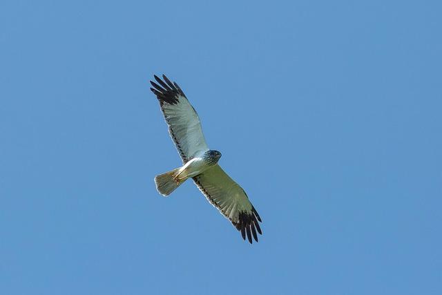 Le CHU de Toulouse : Meilleur hôpital de France pour la énième fois, et dans le Top 3 depuis 27 ans ! Le CHU de Toulouse : Meilleur hôpital de France pour la énième fois, et dans le Top 3 depuis 27 ans !