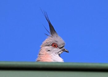 La compagnie Peeping Tom envoûte l’Opéra de Lille avec un spectacle captivant La compagnie Peeping Tom envoûte l’Opéra de Lille avec un spectacle captivant