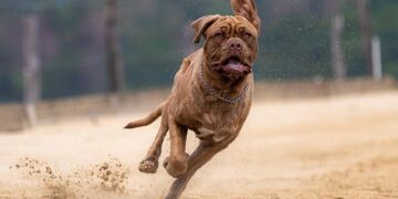 Bordeaux Renverse Boulazac en Seconde Mi-Temps et Se Qualifie pour le 7e Tour de la Coupe de France