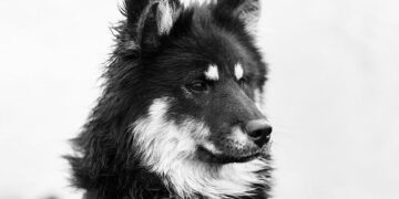 Coupe de France féminine : La Flèche s’incline face à Toulouse et quitte la compétition au 2e tour