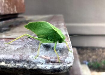 Katy Perry enflamme la scène de la LDLC Arena à Lyon-Décines ! Katy Perry enflamme la scène de la LDLC Arena à Lyon-Décines !