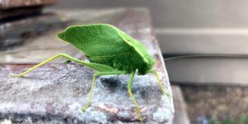 Katy Perry enflamme la scène de la LDLC Arena à Lyon-Décines !