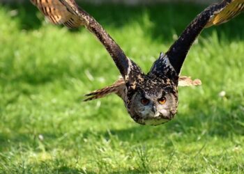 Dermatose : l’opération choc des agriculteurs provoque d’énormes bouchons à Montpellier Dermatose : l’opération choc des agriculteurs provoque d’énormes bouchons à Montpellier