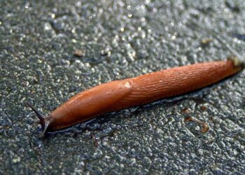 Lusitanos vs. Lille: Expert Insights and Winning Predictions for the Coupe de France Clash