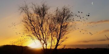 Un si grand soleil: Unravel the Drama and Secrets of the Beloved Series