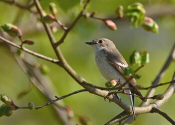 Découvrez Paris et l’Île-de-France à pied : le guide ultime du running en 2026