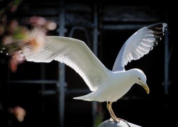 La liberté académique : un pilier indispensable pour la connaissance en France et dans le monde