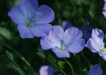 How Flowers Turn Scents into Irresistible Aromas