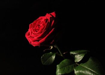 Tragédie de Naomi Musenga : une intoxication au paracétamol pointée du doigt par la justice