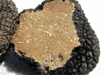 Dermatose nodulaire : quelles stratégies efficaces pour enrayer la contagion ?