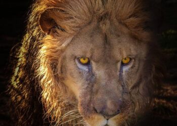 Connectivité en mouvement : la technologie LEO transforme les services publics en France