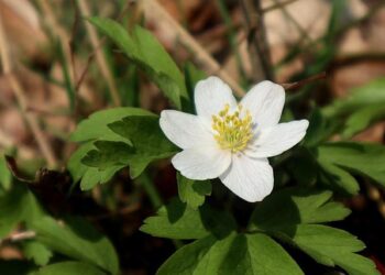 Plongez dans l’univers 3D immersif de la tournée Billie Eilish – Hit Me Hard and Soft !