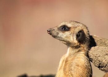 Pour la première fois en France : une nouvelle collection d’Actes Sud rend les articles scientifiques accessibles à tous en français