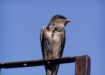 Aucun recours judiciaire engagé contre le mari de Martine Aubry après son accident