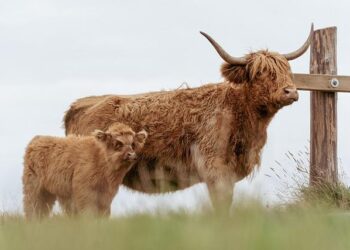 Quinté + : Kourpluvix triomphe avec éclat dans le Prix Ouest-France à Deauville