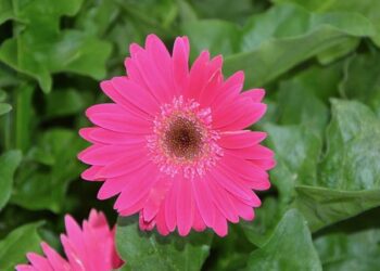 Souad Massi Joins Sony Music France, Kicking Off an Exciting New Chapter