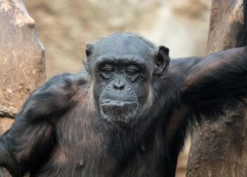 Évolution : Mon incroyable aventure en plumes devient 
**Plongée fascinante au cœur de mon incroyable aventure en plumes**