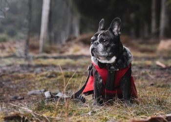 French Tech 2025 : Bilan, Défis et Opportunités pour l’Avenir French Tech 2025 : Bilan, Défis et Opportunités pour l’Avenir