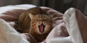 Donald Trump fustige la naturalisation des Clooney et dénonce la « gestion désastreuse » de l’immigration en France