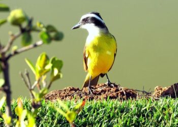 « Ici, on accueille tout le monde, vraiment tout le monde » : le Secours Catholique Nord/Lille invite les Nordistes à un pèlerinage inoubliable à Lourdes « Ici, on accueille tout le monde, vraiment tout le monde » : le Secours Catholique Nord/Lille invite les Nordistes à un pèlerinage inoubliable à Lourdes