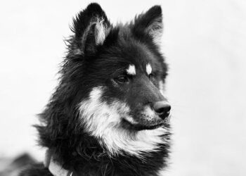 Lille : Arnaud Deslandes appelle à une union « la plus large possible », mais des réserves subsistent Lille : Arnaud Deslandes appelle à une union « la plus large possible », mais des réserves subsistent