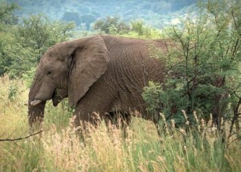 Ambition Africa 2025: Exclusive Insights from Marie-Laure Akin-Olugbade, VP of the African Development Bank Ambition Africa 2025: Exclusive Insights from Marie-Laure Akin-Olugbade, VP of the African Development Bank