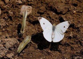 Italie vs France : à quelle heure et sur quelle chaîne suivre le match Kings World Cup Nations ?