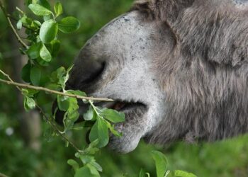 Nice-ASSE : comment suivre le match en direct et ne rien manquer ?