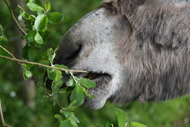 Nice-ASSE : comment suivre le match en direct et ne rien manquer ? Nice-ASSE : comment suivre le match en direct et ne rien manquer ?