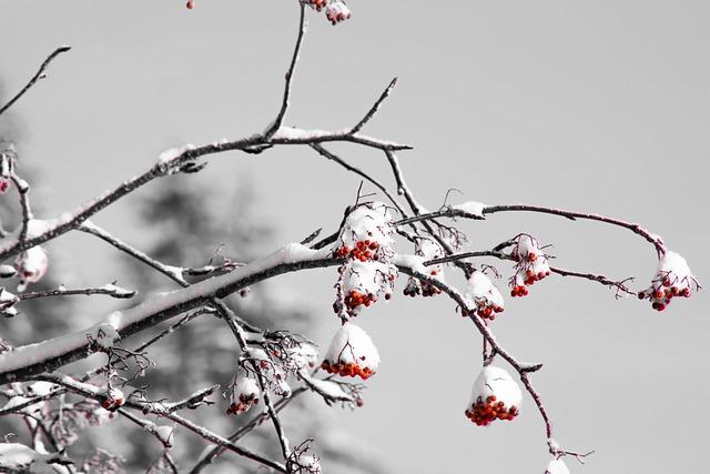 Toulouse se prépare à un week-end glacial avec de la neige annoncée dans les prochains jours Toulouse se prépare à un week-end glacial avec de la neige annoncée dans les prochains jours