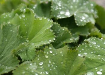 Join Danone as IT & Data Director for Supporting Functions & Business Operations in France – An Exciting Leadership Opportunity!