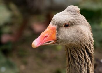 Toulouse figée par le givre : l’esplanade devant la gare Matabiau fermée au public Toulouse figée par le givre : l’esplanade devant la gare Matabiau fermée au public