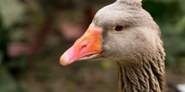 Toulouse figée par le givre : l’esplanade devant la gare Matabiau fermée au public