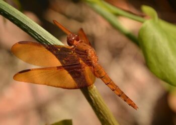 Yaël Braun-Pivet : «La France doit se dresser contre ces nouveaux impérialismes»