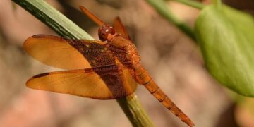 Yaël Braun-Pivet : «La France doit se dresser contre ces nouveaux impérialismes» Yaël Braun-Pivet : «La France doit se dresser contre ces nouveaux impérialismes»