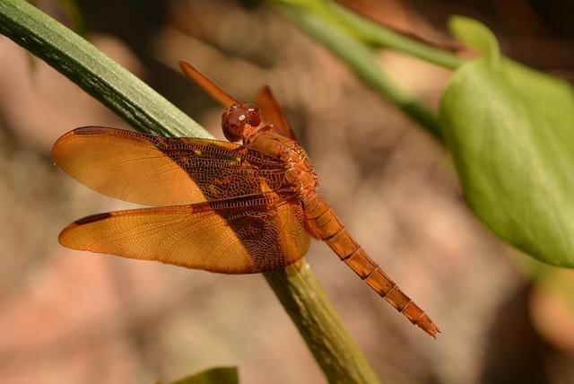 Yaël Braun-Pivet : «La France doit se dresser contre ces nouveaux impérialismes» Yaël Braun-Pivet : «La France doit se dresser contre ces nouveaux impérialismes»