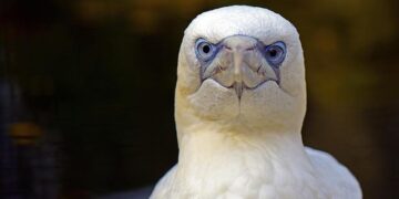 Laetitia Pansanel Garric Triumphs with 4th France Musique Sacem Audience Award for « Hola Frida