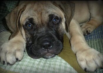 Neige à Nice : trafic aérien en chaos avec de nombreux vols annulés Neige à Nice : trafic aérien en chaos avec de nombreux vols annulés