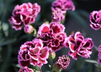 Jonathan Clauss Officially Commits to OGC Nice for the Future!