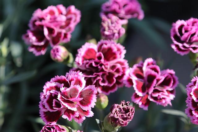 Jonathan Clauss Officially Commits to OGC Nice for the Future! Jonathan Clauss Officially Commits to OGC Nice for the Future!