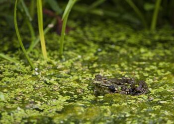Les 20 Verts prêts pour le défi décisif à Nice