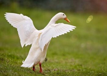 Plus de 700 fermes ouvertes en France : ne ratez pas la grande clôture ce dimanche !