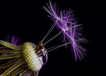 Deux Violettes Rayonnent au Cœur des Équipes de France