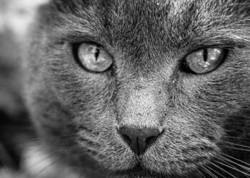 Les animaux peuvent-ils vraiment prédire les séismes ? Plongée au cœur de la science du phénomène