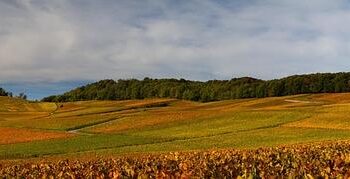 L&rsquo;ADN révèle que la culture de la vigne en France remonte à plus de 4 000 ans