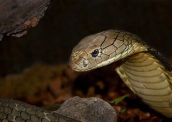 Le cobra toujours introuvable près de Toulouse : les écoles rouvrent ce lundi malgré l&rsquo;alerte