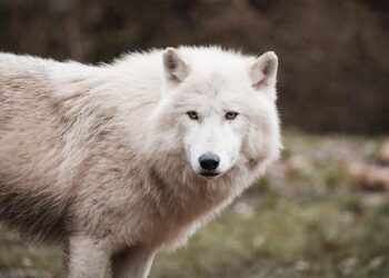 Stream Teen Wolf: The Movie Now – Don’t Miss a Single Episode! Stream Teen Wolf: The Movie Now – Don’t Miss a Single Episode!